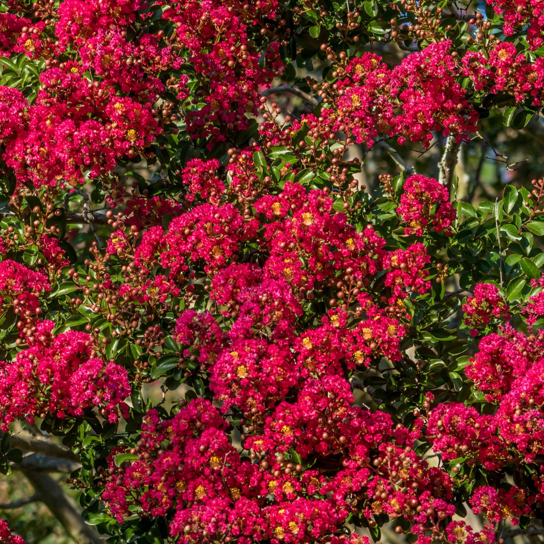 Lilas des Indes rouge - Lagerstroemia indica Red Imperator - Willemse