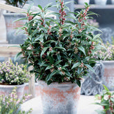 Sarcococca Winter Gem - Willemse