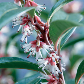 Sarcococca Winter Gem - Sarcococca Winter Gem - Arbustes