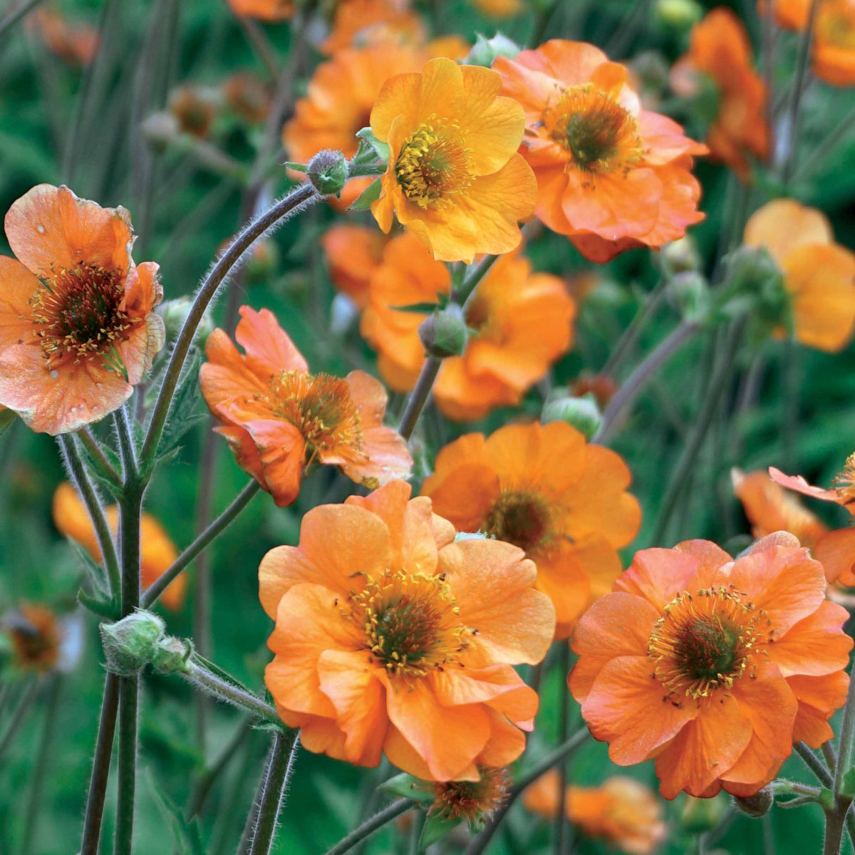 Benoîte Totally tangerine - Geum totally tangerine - Plantes