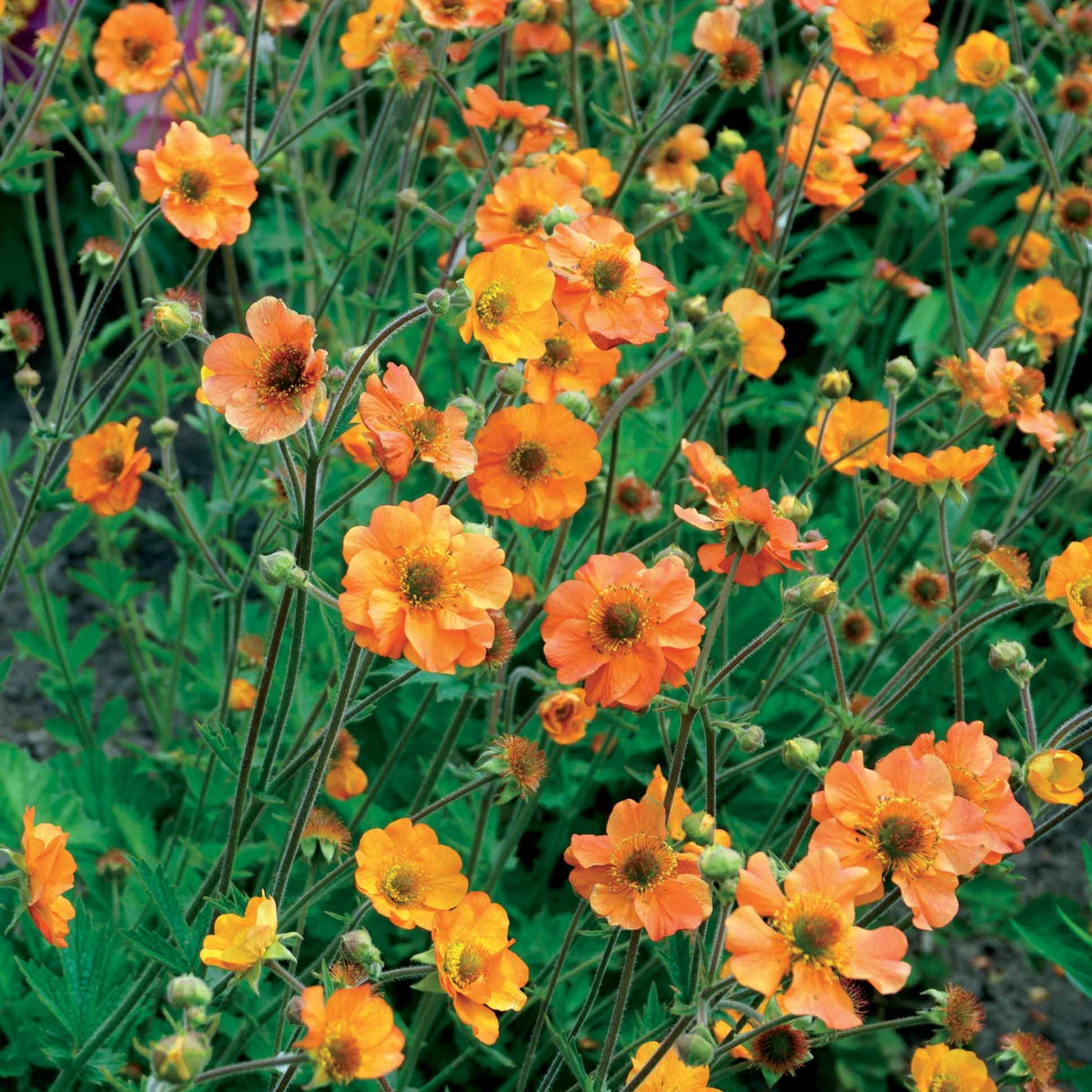 Benoîte Totally tangerine - Geum totally tangerine - Fleurs vivaces