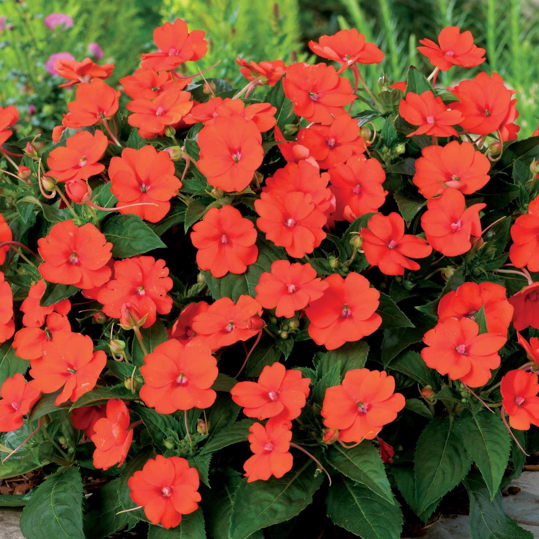 3 Sunpatiens orange - Sunpatiens - Plantes