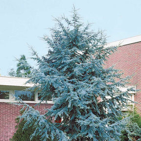 Cèdre bleu de l'Atlas - Cedrus atlantica glauca - Plantes