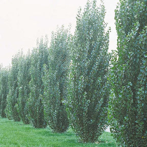 10 Peupliers noirs d'Italie - Populus nigra italica - Arbres