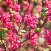 Groseillier à fleurs King Edward - Ribes sanguineum king edward - Plantes