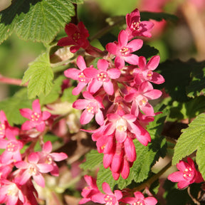 Groseillier à fleurs King Edward - Ribes sanguineum king edward - Arbustes