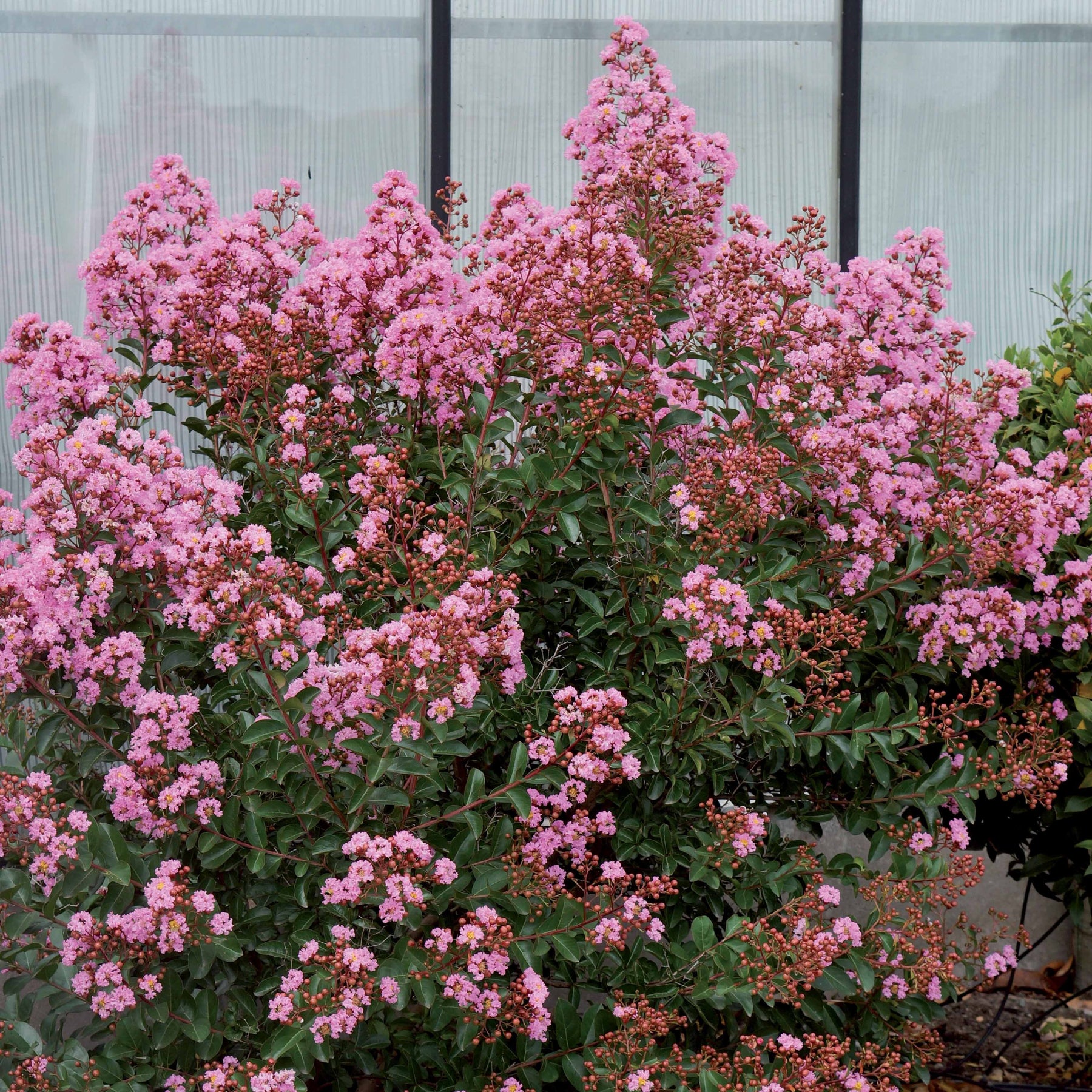 Lilas des indes Eveline - Lagerstroemia indica eveline - Plantes