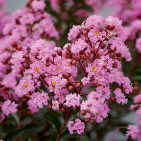 Lilas des indes Eveline - Lagerstroemia indica eveline - Arbustes