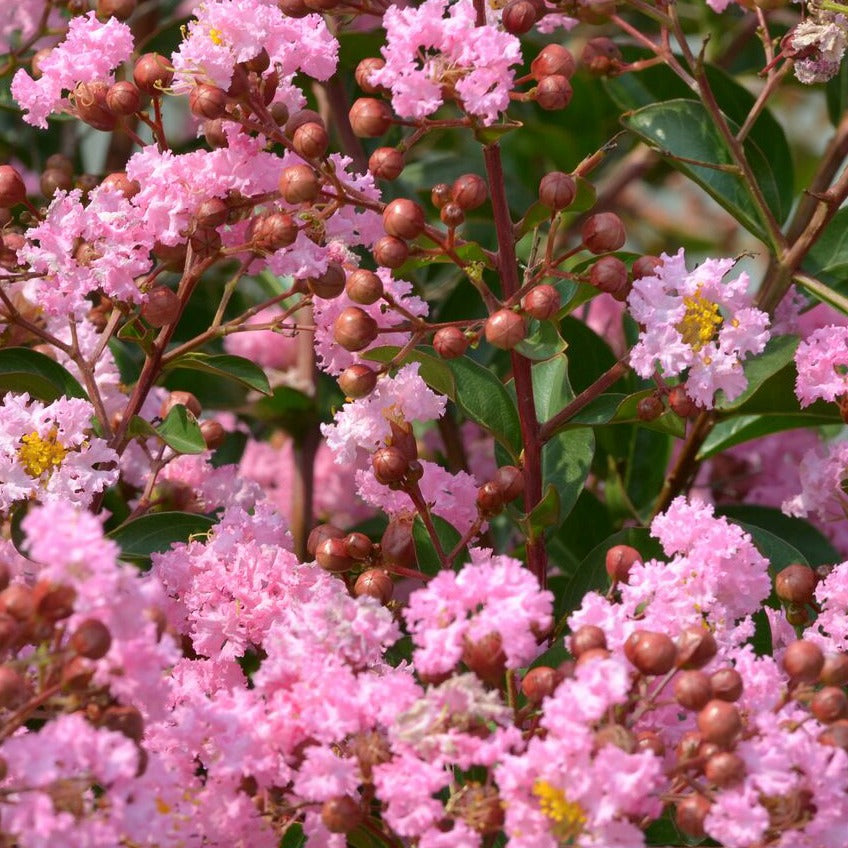 Lilas des indes Eveline - Lagerstroemia indica eveline