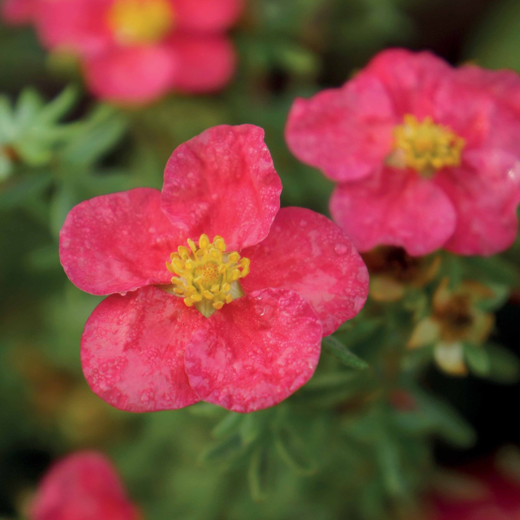 Potentille Danny Boy - Potentilla fruticosa danny boy - Willemse