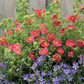 Potentilla fruticosa danny boy - Potentille Danny Boy - Potentilles