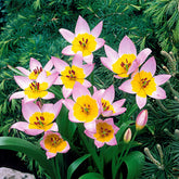 10 Tulipes botaniques Lilac Wonder - Willemse