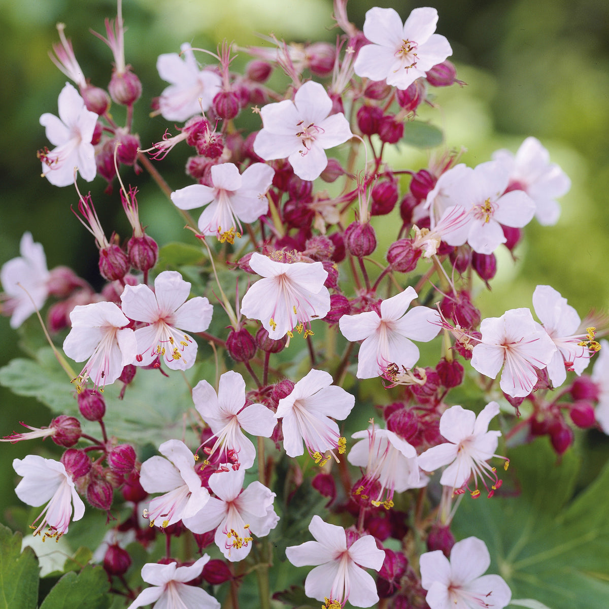 3 Géraniums vivaces Spessart - Geranium  macrorrhizum Spessart - Plantes