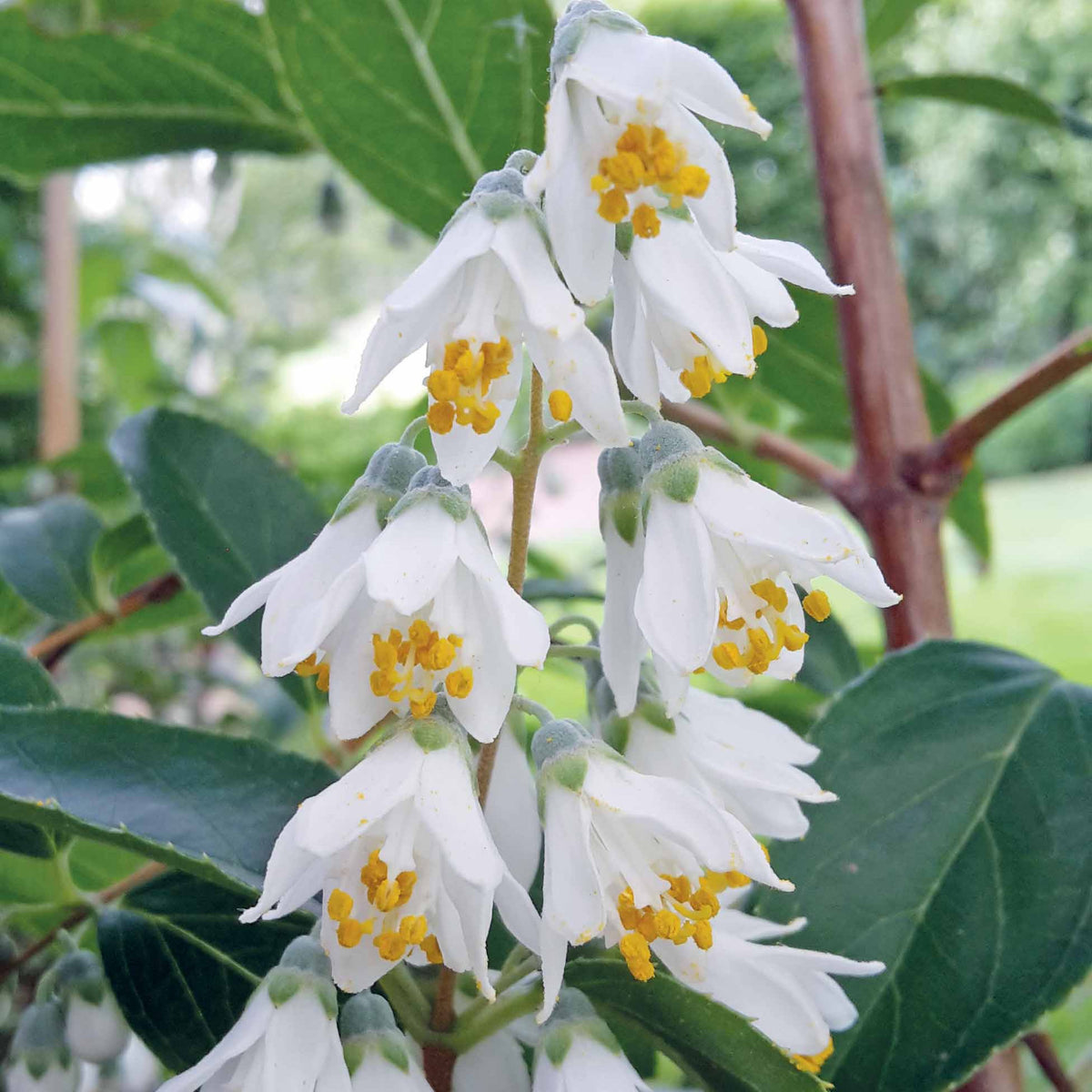 Deutzia pulchra - Willemse