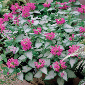 Lamier argenté - Lamium maculatum beacon silver - Plantes