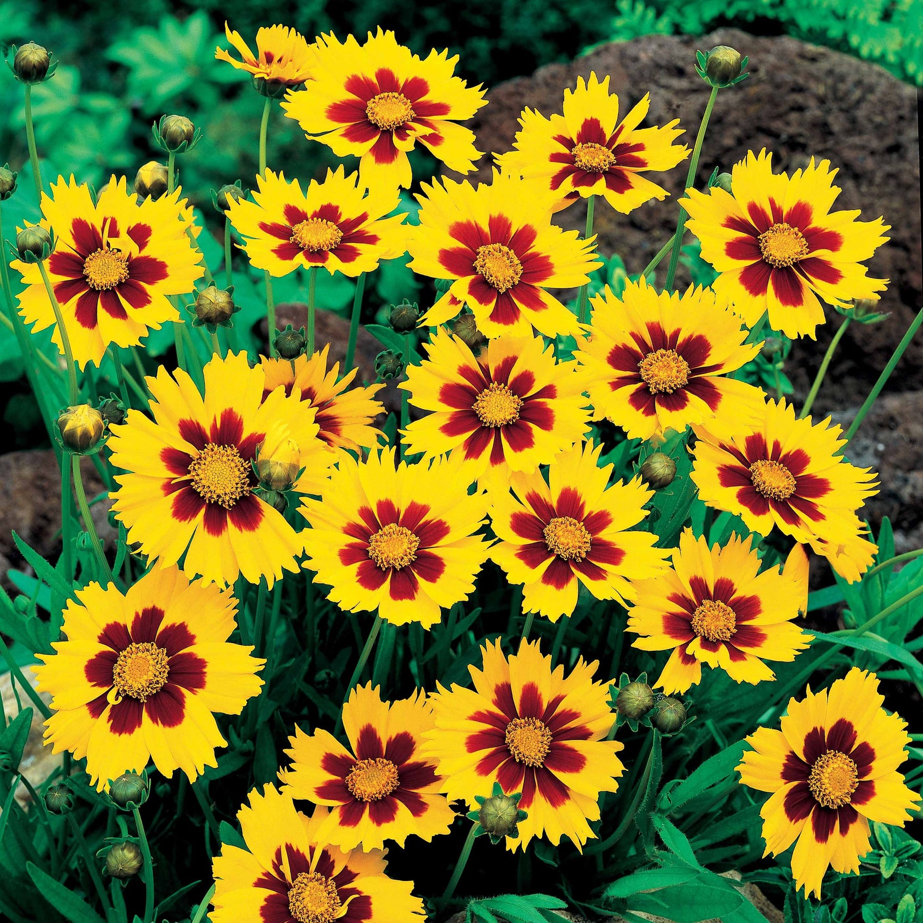 2 Coreopsis Sterntaler - Œil de jeune fille - Coreopsis lanceolata sterntaler - Plantes