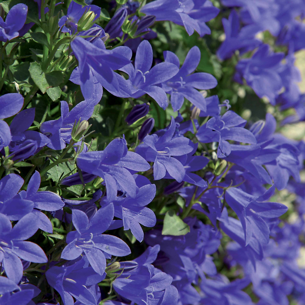 Campanule des murets - Campanula poscharskyana - Willemse