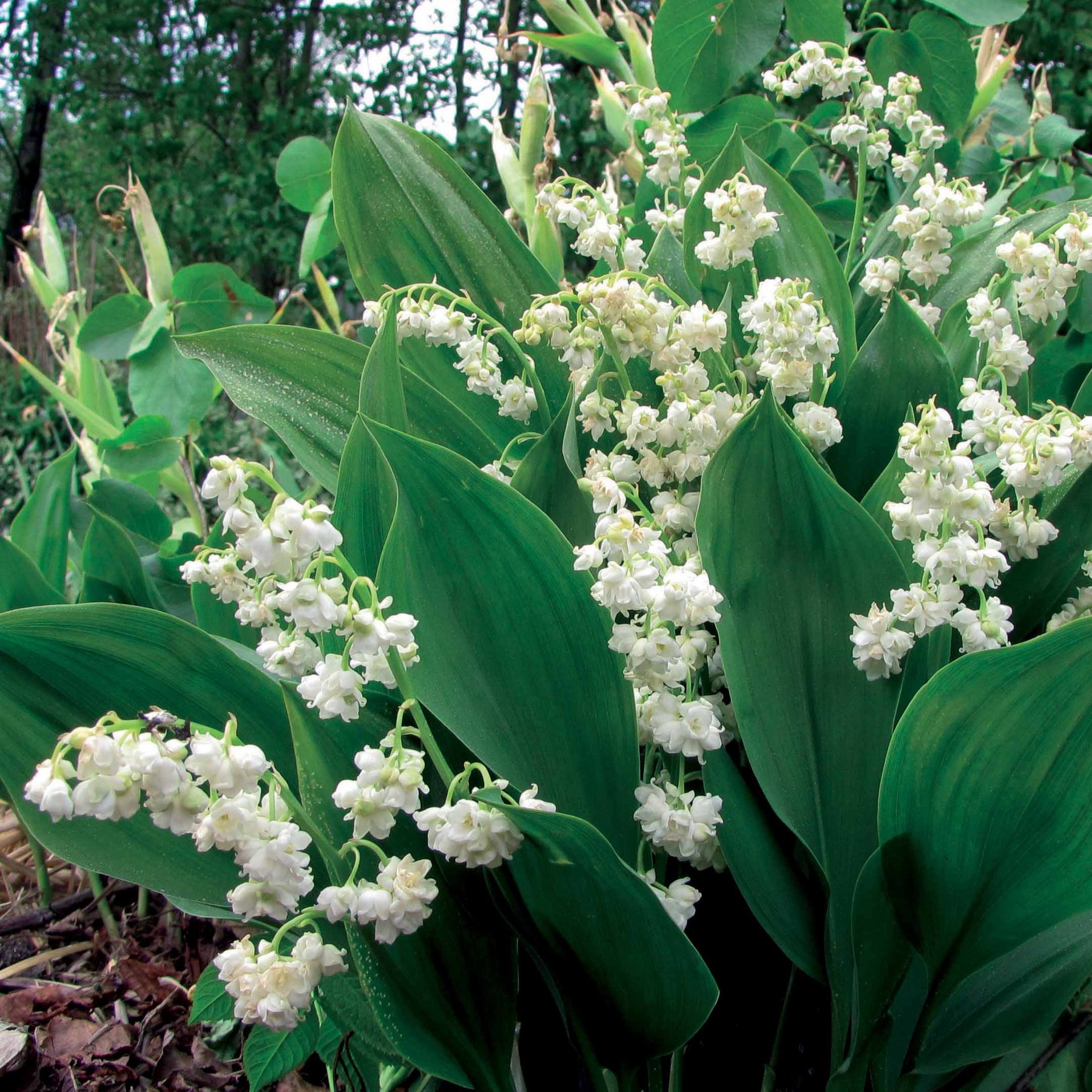 Muguet Prolificans - Convallaria majalis Prolificans - Plantes vivaces