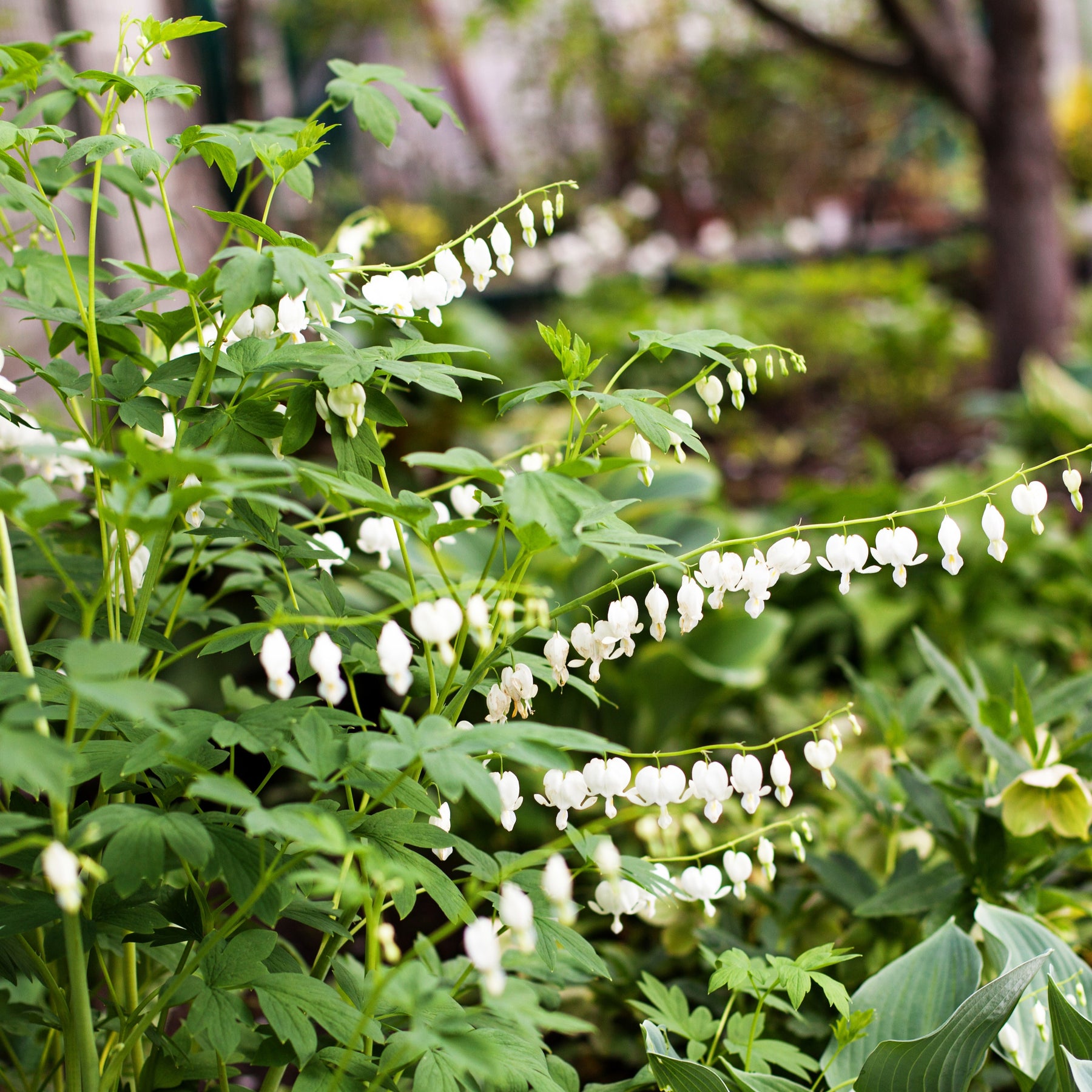 Coeur de Marie blanc - Dicentra spectabilis alba