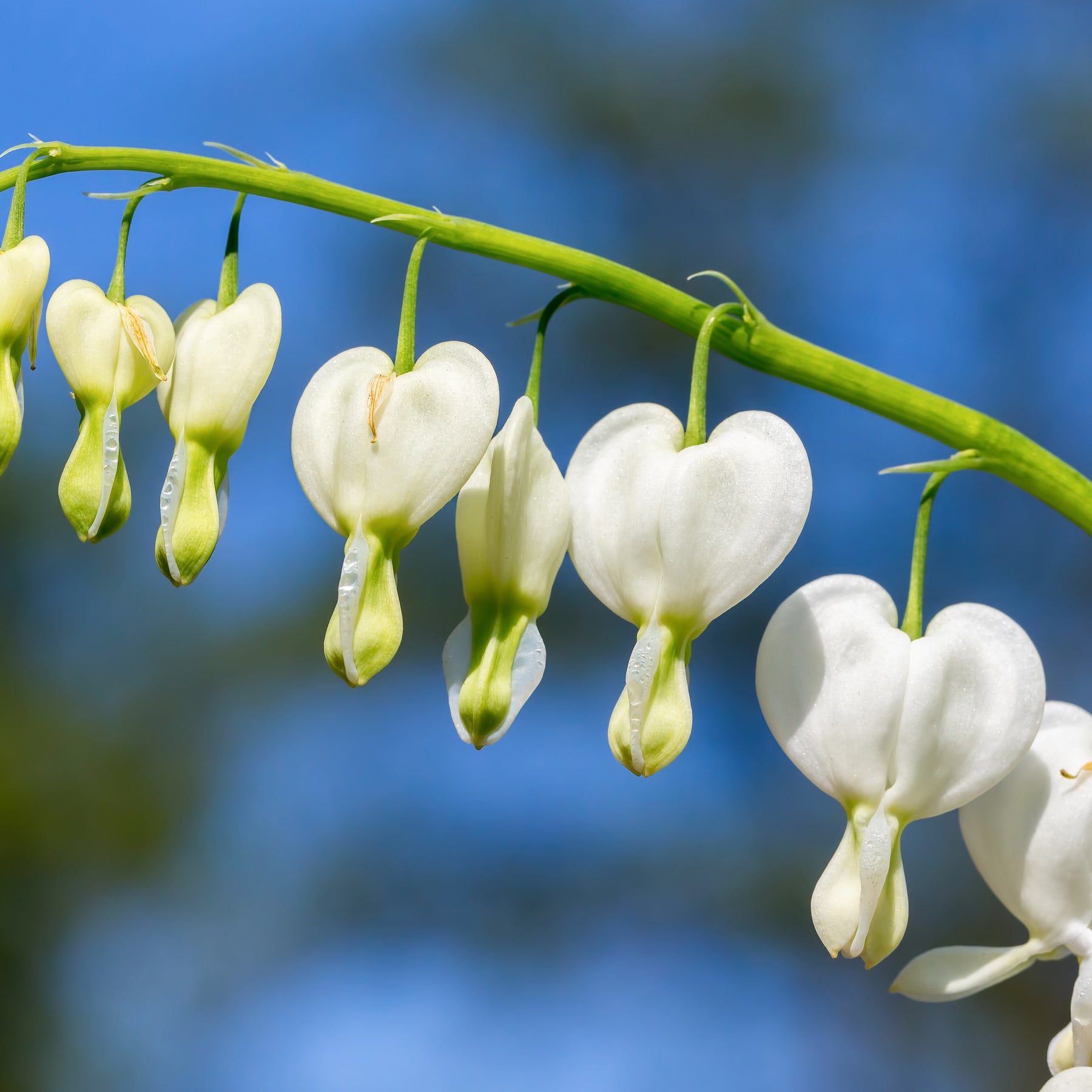 Coeur de Marie blanc - Dicentra spectabilis alba