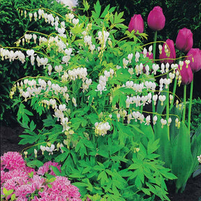 Coeur de Marie blanc - Dicentra spectabilis alba