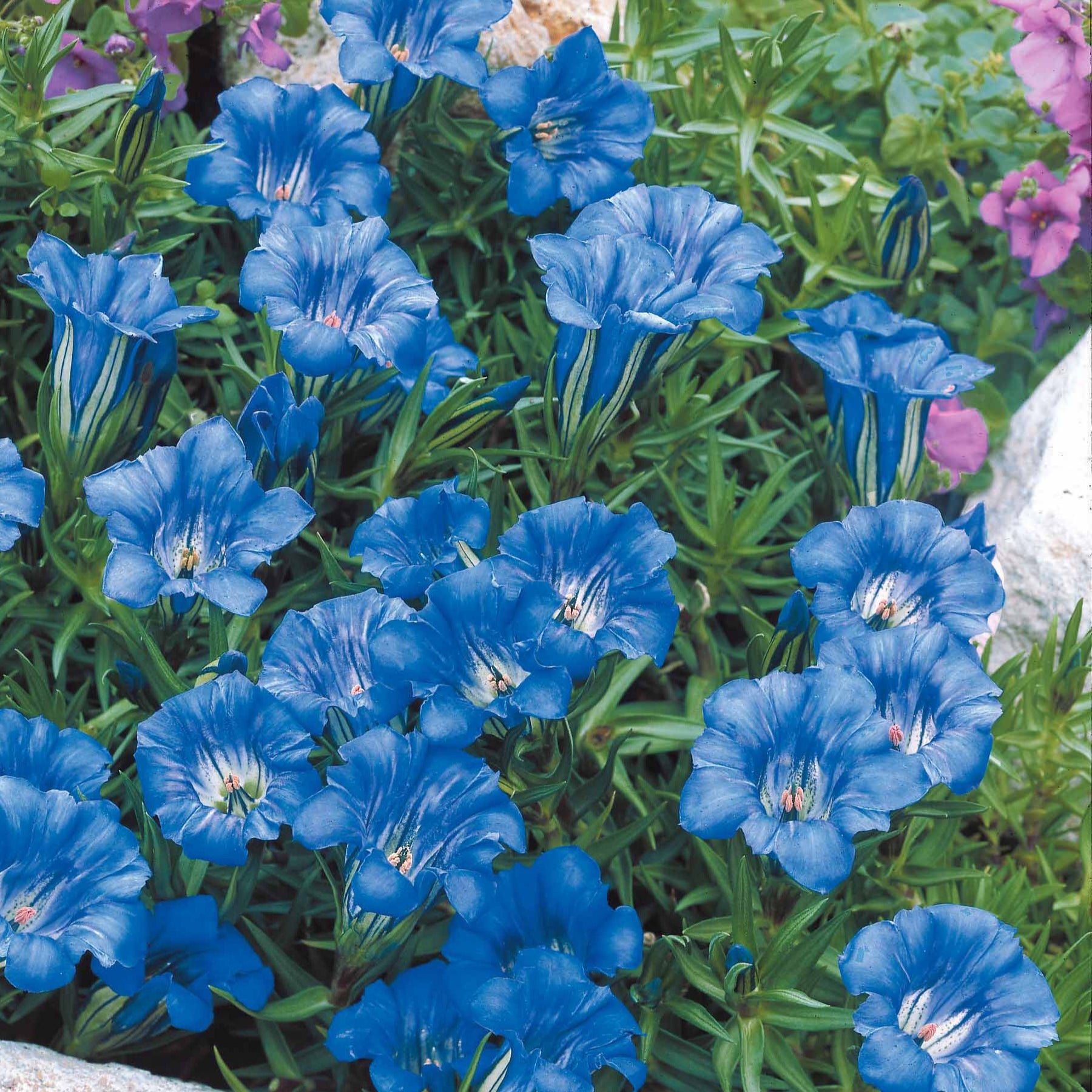 Gentiane chinoise d'automne - Gentiana sino-ornata - Plantes