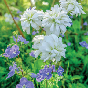 5 Saxifrage granulata Flore Pleno - Saxifraga granulata flore pleno - Plantes