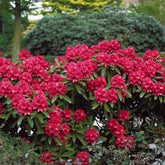 Rhododendron Scarlet Wonder - Willemse