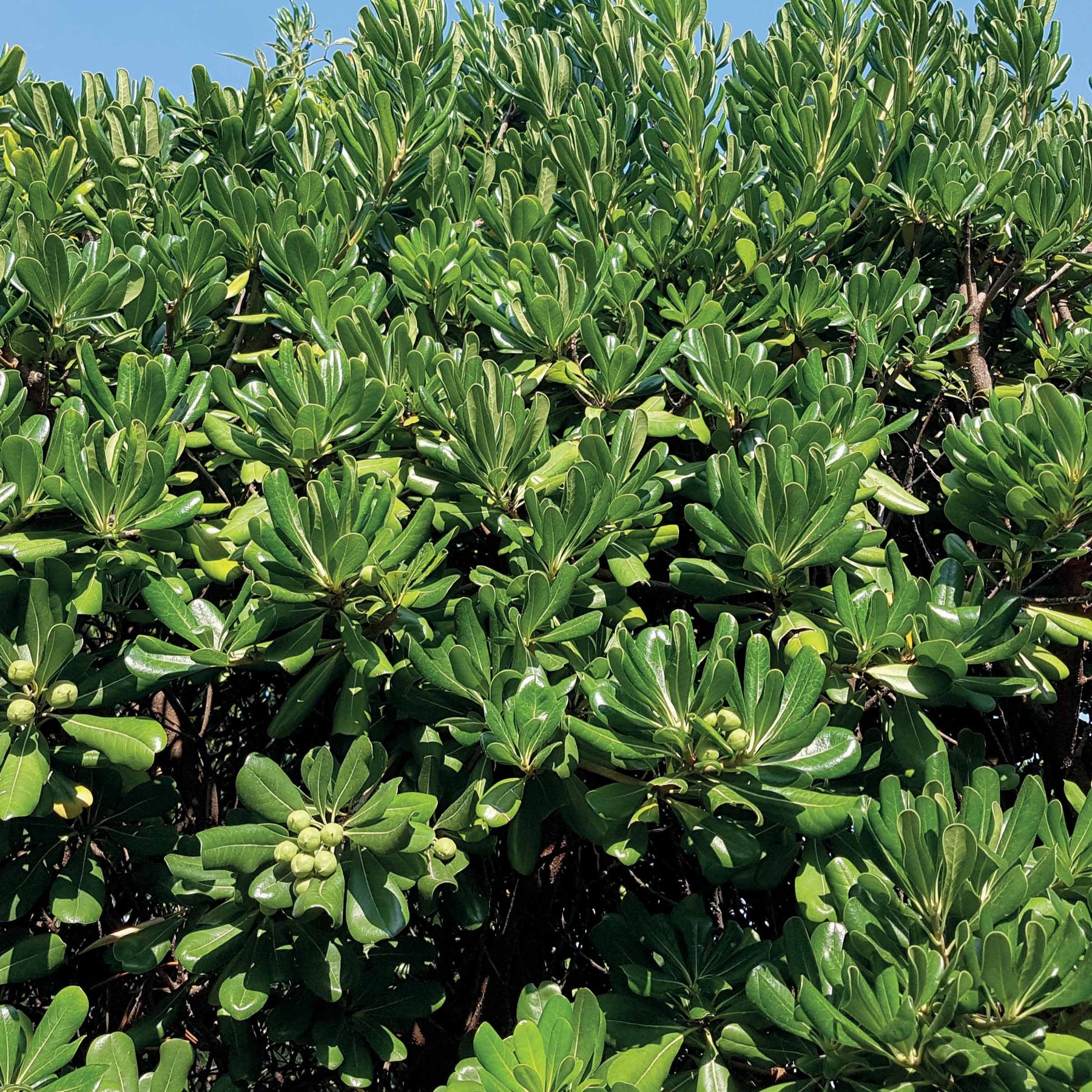 Pittosporum tobira - Pittosporum tobira - Plantes