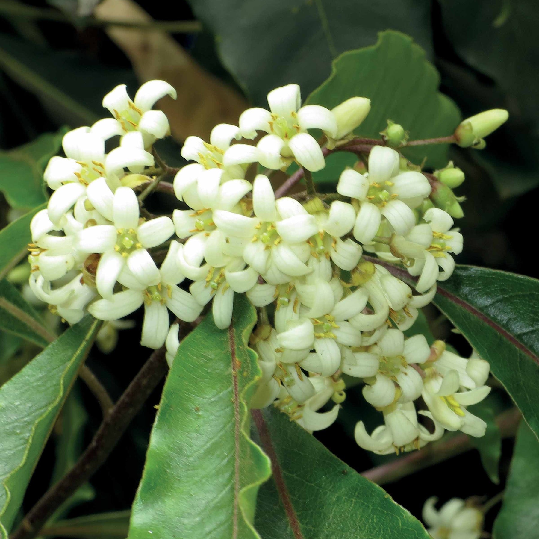 Pittosporum tobira - Pittosporum tobira - Pittosporums