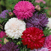 Reine-marguerite à fleurs de chrysanthème en mélange - Willemse