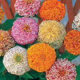 Zinnia Peppermint stick en mélange - Willemse