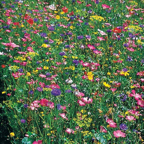 Mélange fleurs des champs - Fleurs des champs en mélange - Mélanges fleuris