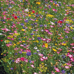 Mélanges fleuris - Fleurs des champs en mélange - Mélange fleurs des champs