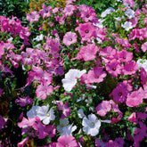 Lavatères à grandes fleurs en mélange - Willemse