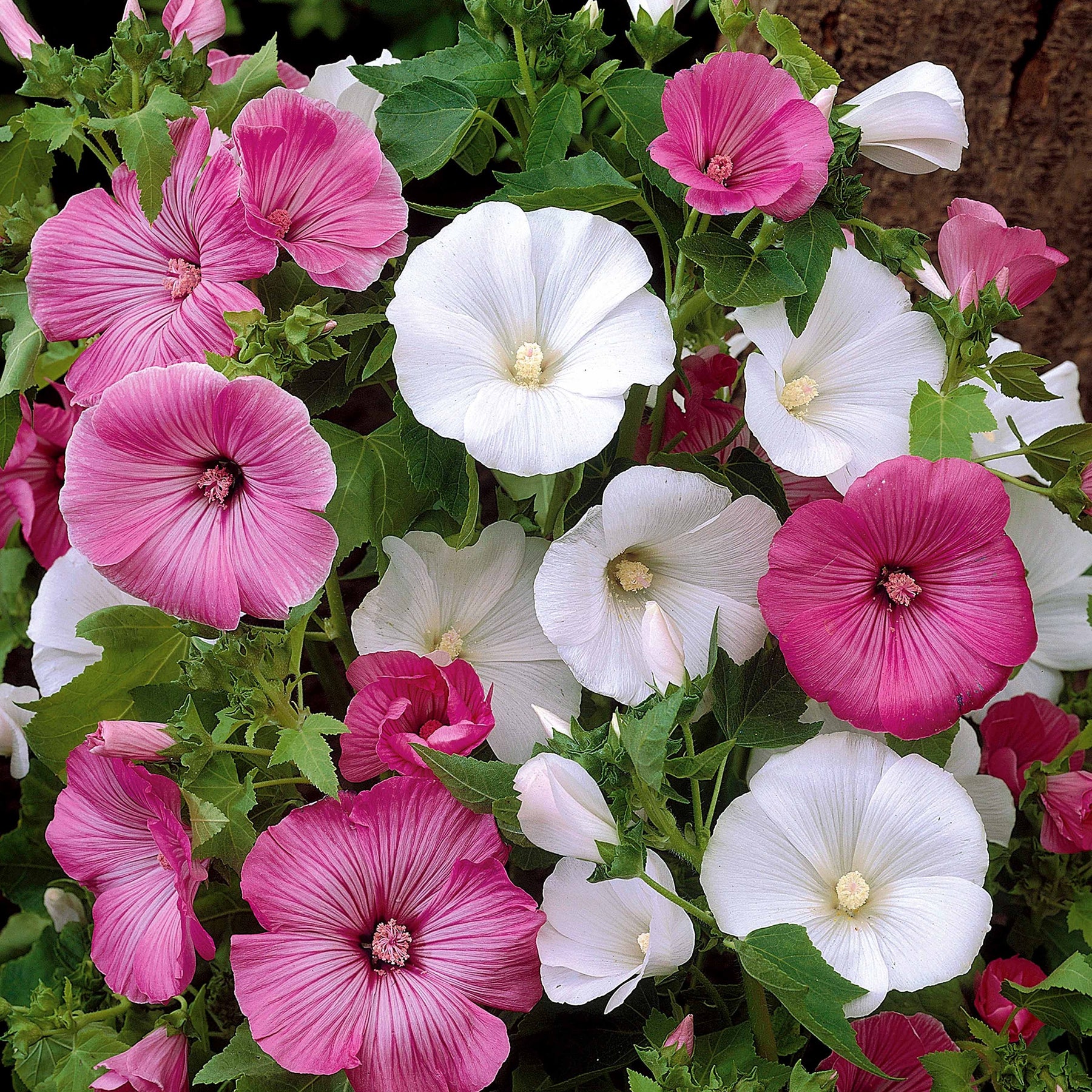 Lavatères à grandes fleurs en mélange - Lavatera trimestris - Willemse