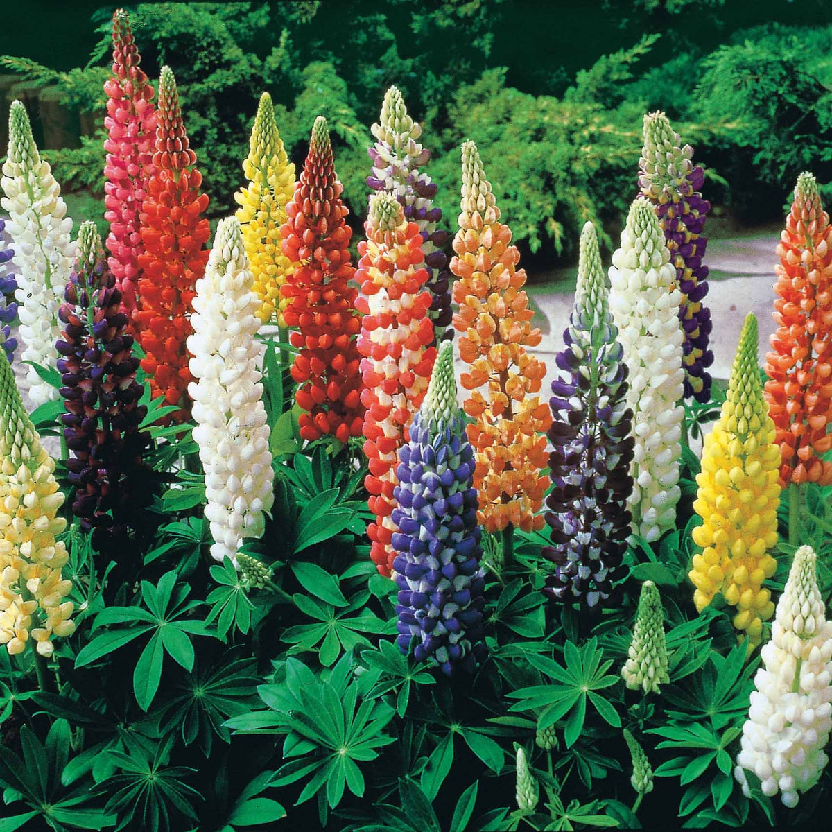 Lupins en mélange - Lupinus hybrid russell - Graines de fleurs