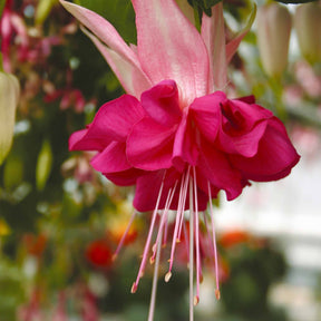 Vente 6 Fuchsias en mélange - Fuchsia Bicentennial, Dark Eyes, Bella Rosella