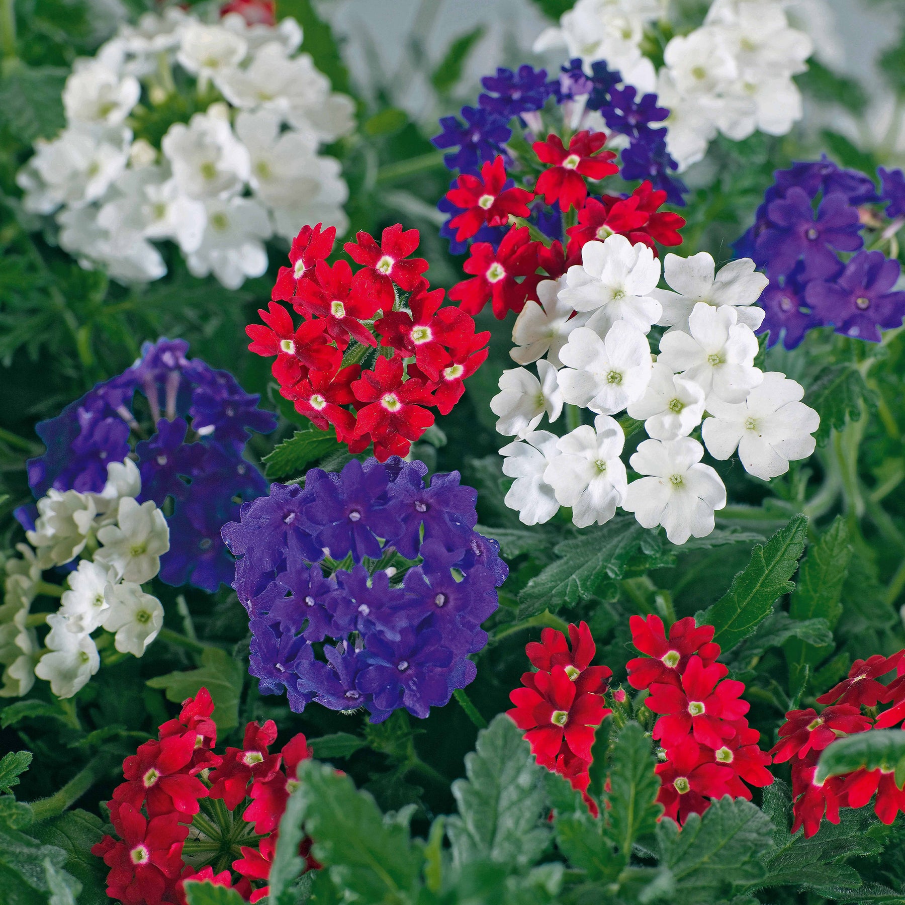 3 Verveines rouge, blanc, bleu en mélange - Verbena lascar ® 'red with eye','brillant white', - Willemse