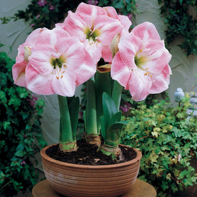 Collection de 2 Amaryllis naines - Amaryllis Valencia, Angelique - Willemse