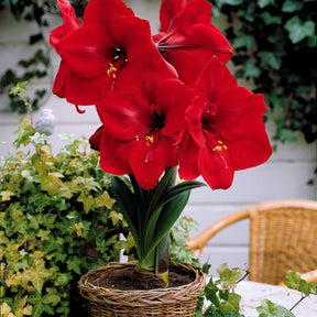 Amaryllis Valencia, Angelique - Collection de 2 Amaryllis naines - Amaryllis