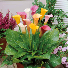 3 Callas blanc, rose, jaune en mélange - Zantedeschia - Plantes