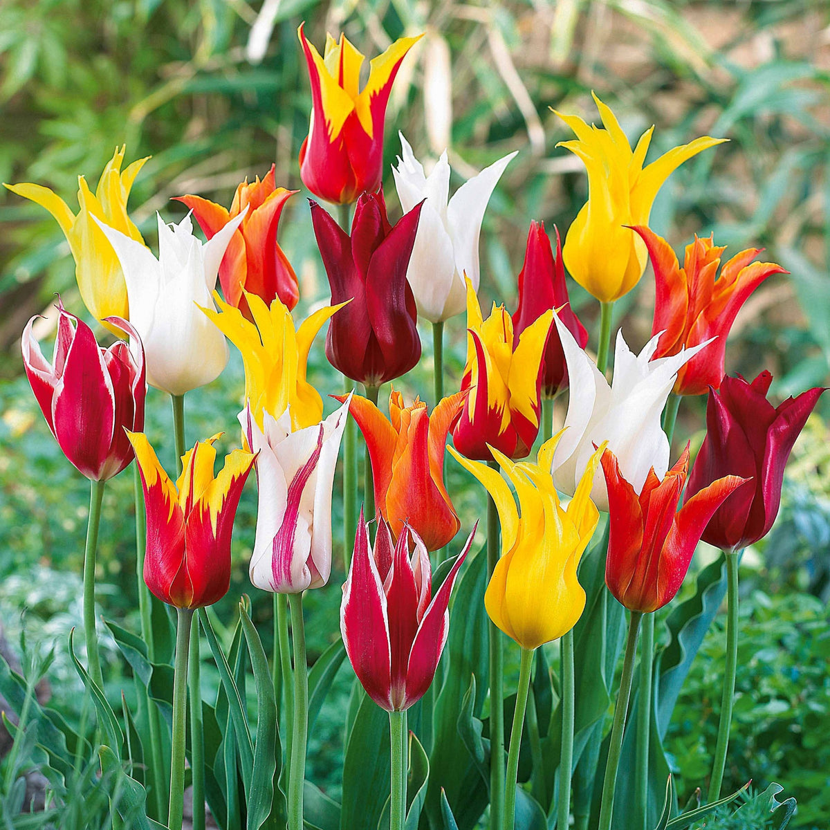 25 Tulipes à fleurs de lis en mélange - Willemse