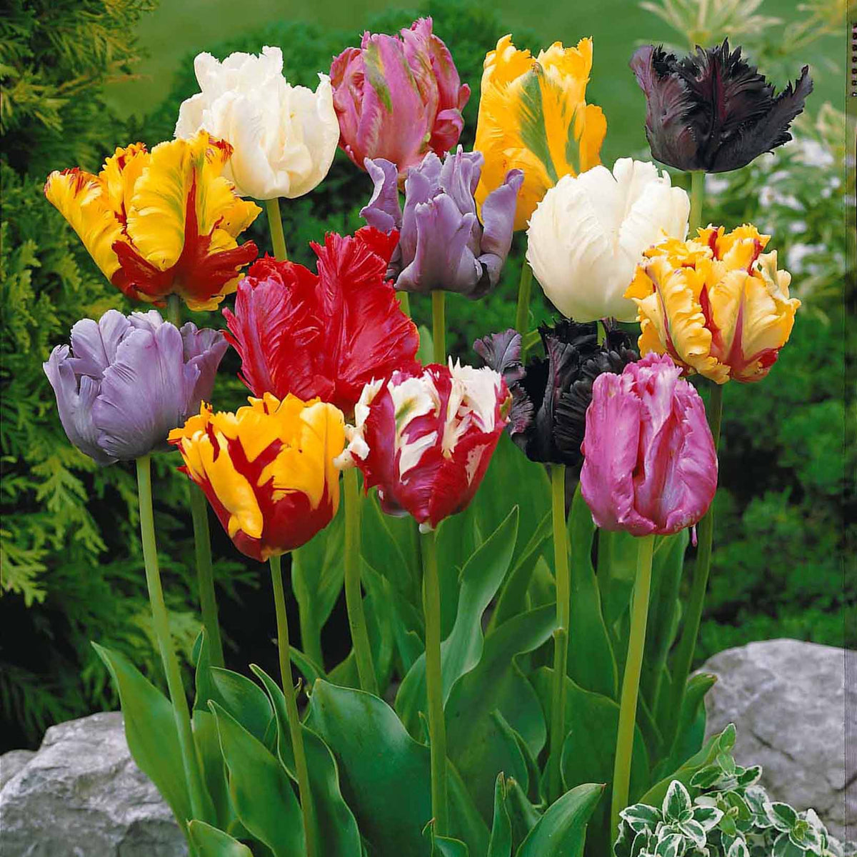 20 Tulipes perroquet en mélange - Tulipa - Bulbes à fleurs