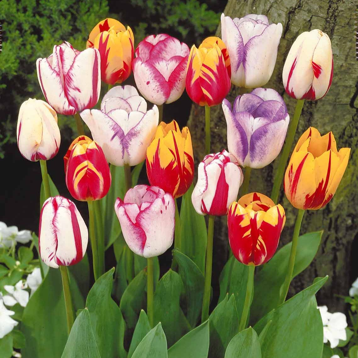 20 Tulipes flammées en mélange - Tulipa