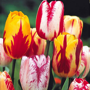 Tulipa - 20 Tulipes flammées en mélange - Tulipe