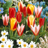 Collection 3 mois de 60 tulipes - Willemse