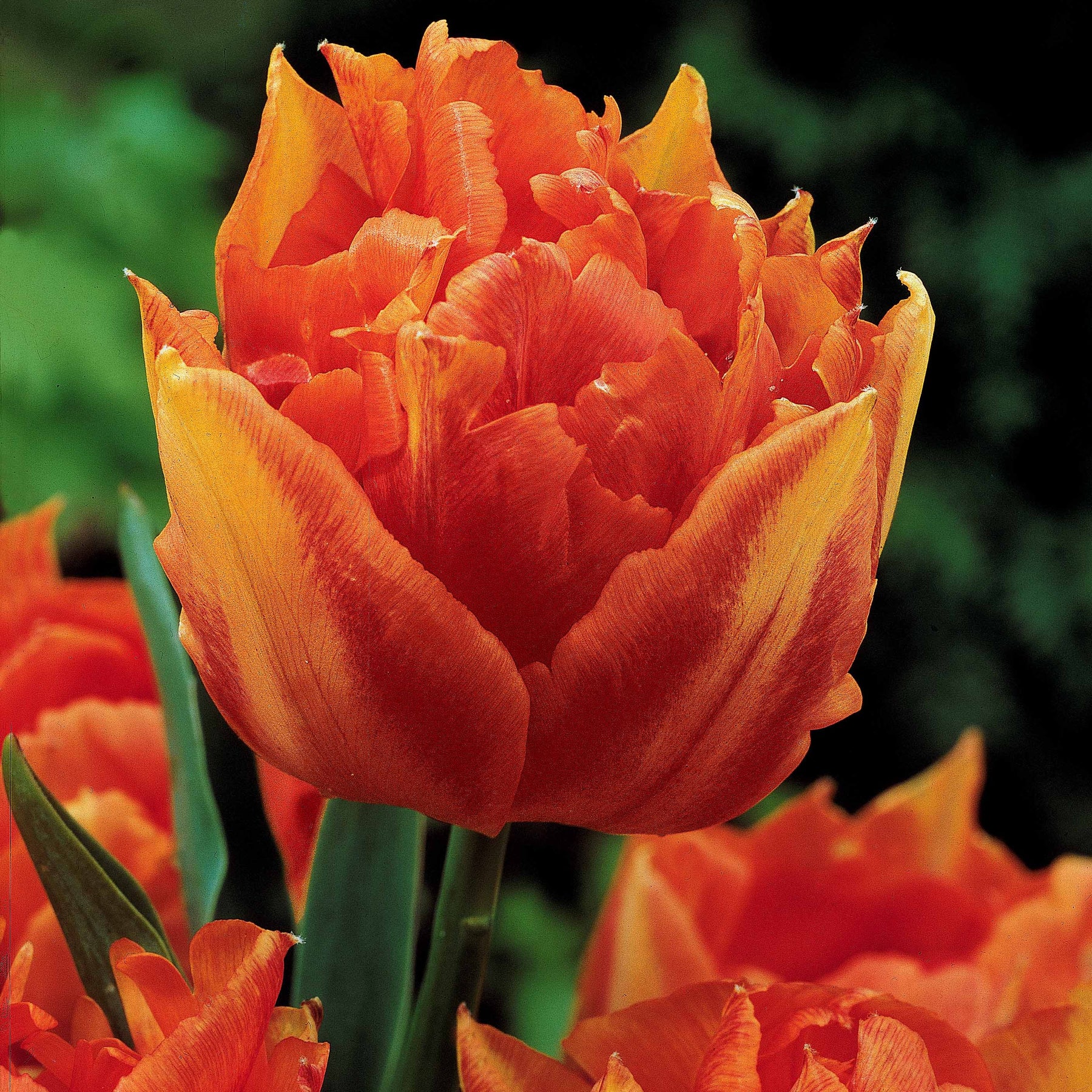 Tulipa 'Columbus', 'Sunlover', 'Tabledance' - Collection de 30 Tulipes doubles Murillo - Tulipe