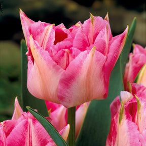 Tulipe - Collection de 30 Tulipes doubles Murillo - Tulipa 'Columbus', 'Sunlover', 'Tabledance'