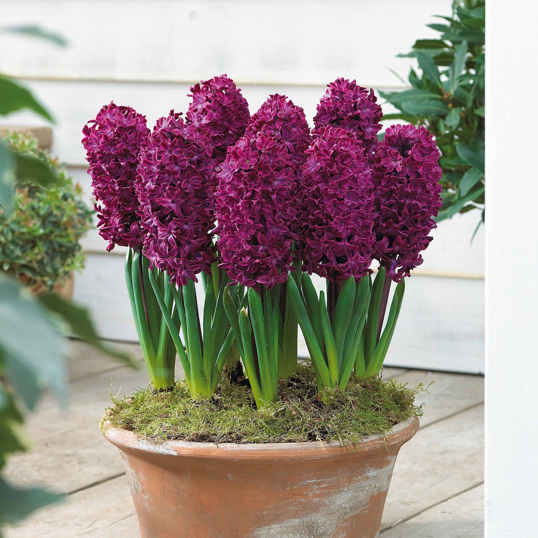 Hyacinthus 'Woodstock', 'Gipsy Queen', 'City of Haarlem' - Collection de 9 Jacinthes : Gipsy Queen, Woodstock, City of Haarlem - Jacinthe